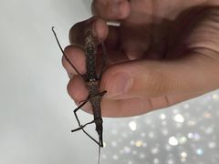 Pygirhynchus toledopizai