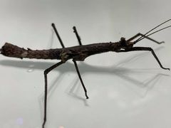 Pygirhynchus toledopizai