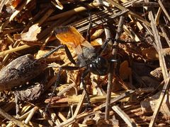 Palmodes praestans