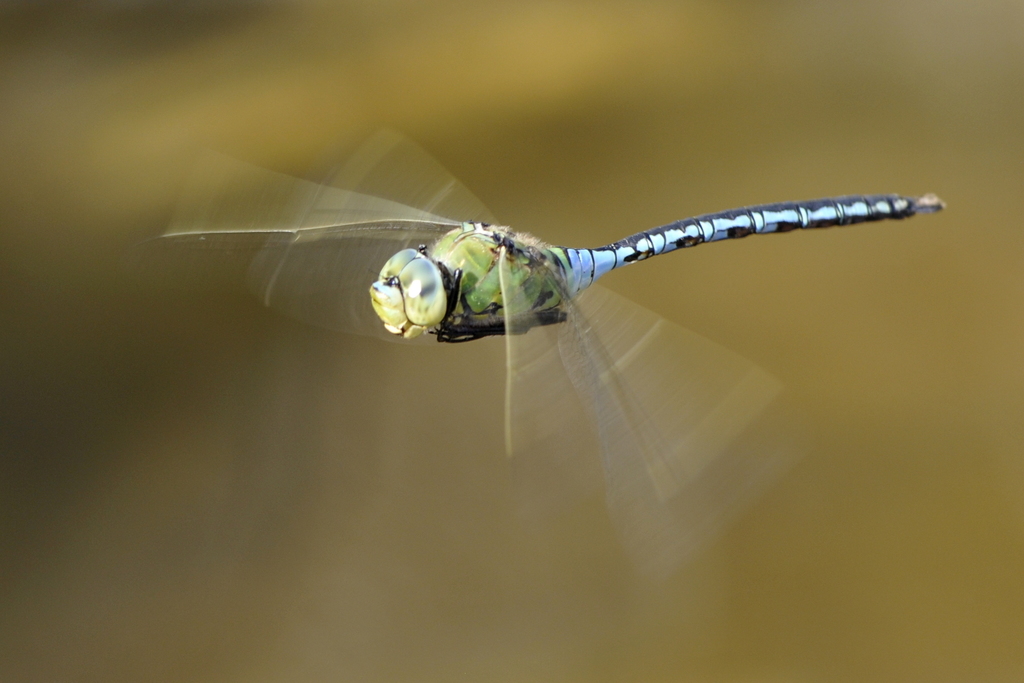 Anax Empereur Libellules Et Demoiselles De Belgique Inaturalist