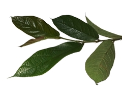 Ficus stolonifera