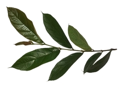 Ficus stolonifera