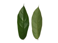 Ficus stolonifera