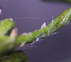 Aceria marginemvolvens
