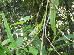 Calumma oshaughnessyi