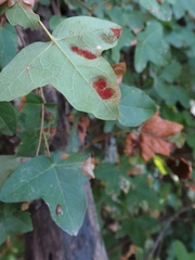 Aceria monspessulani