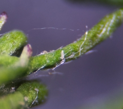 Aceria marginemvolvens