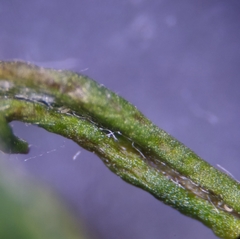 Aceria marginemvolvens