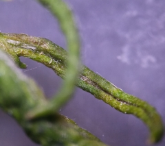 Aceria marginemvolvens
