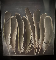 Chloris chloris aurantiiventris