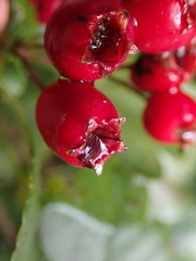 Crataegus × media