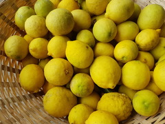 Citrus × aurantiifolia