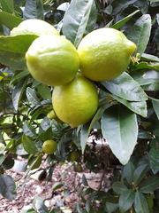 Citrus × aurantiifolia