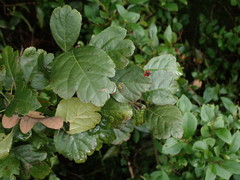 Crataegus × media