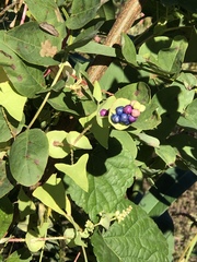 Persicaria perfoliata