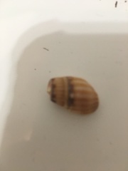 Tritia reticulata