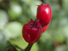 Crataegus × media