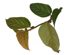 Ficus villosa