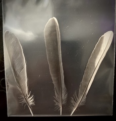 Parus major niethammeri