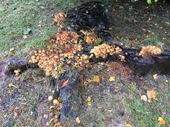 Fungi