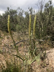 Echiostachys incanus