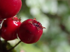 Crataegus × media