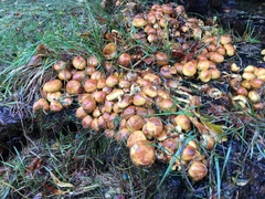 Fungi