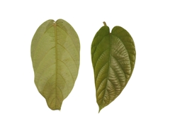 Ficus villosa