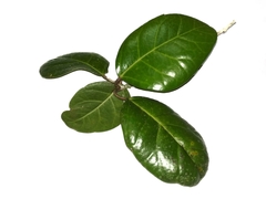 Ficus apiocarpa