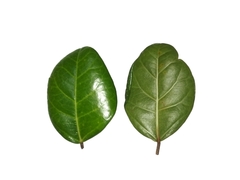Ficus apiocarpa