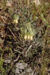 Onosma fastigiata