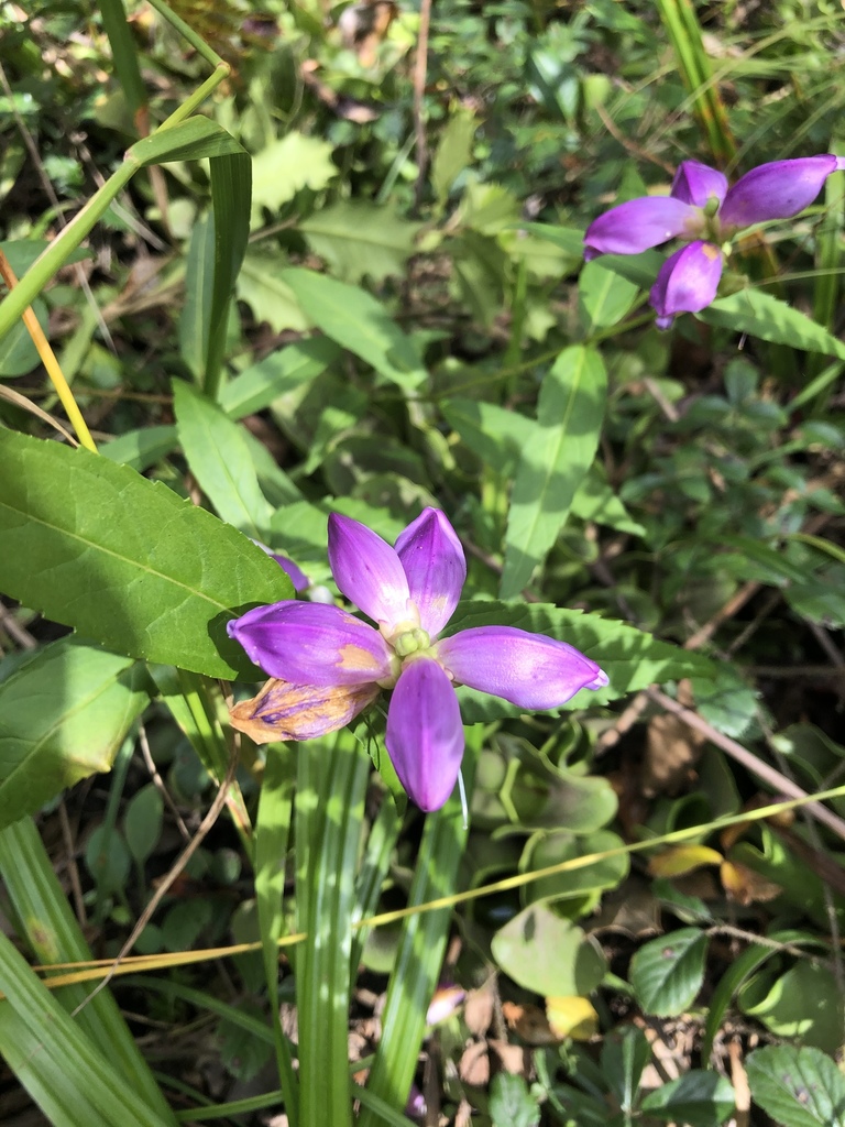 Cuthbert's turtlehead