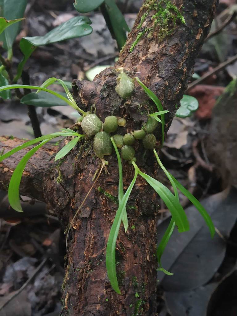 Porpax microchilos