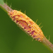 Puccinia urticata - Photo (c) Harsi Parker, algunos derechos reservados (CC BY-NC), subido por Harsi Parker