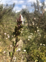 Chlorophytum graminifolium