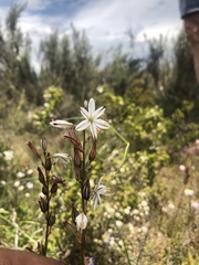 Chlorophytum graminifolium