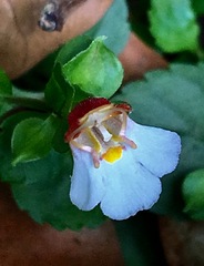 Torenia polygonoides