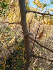 Robinia pseudoacacia