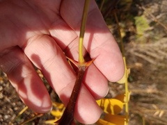 Robinia pseudoacacia