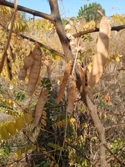 Robinia pseudoacacia
