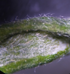 Aceria marginemvolvens
