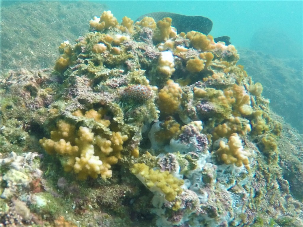 pustuled cowrie