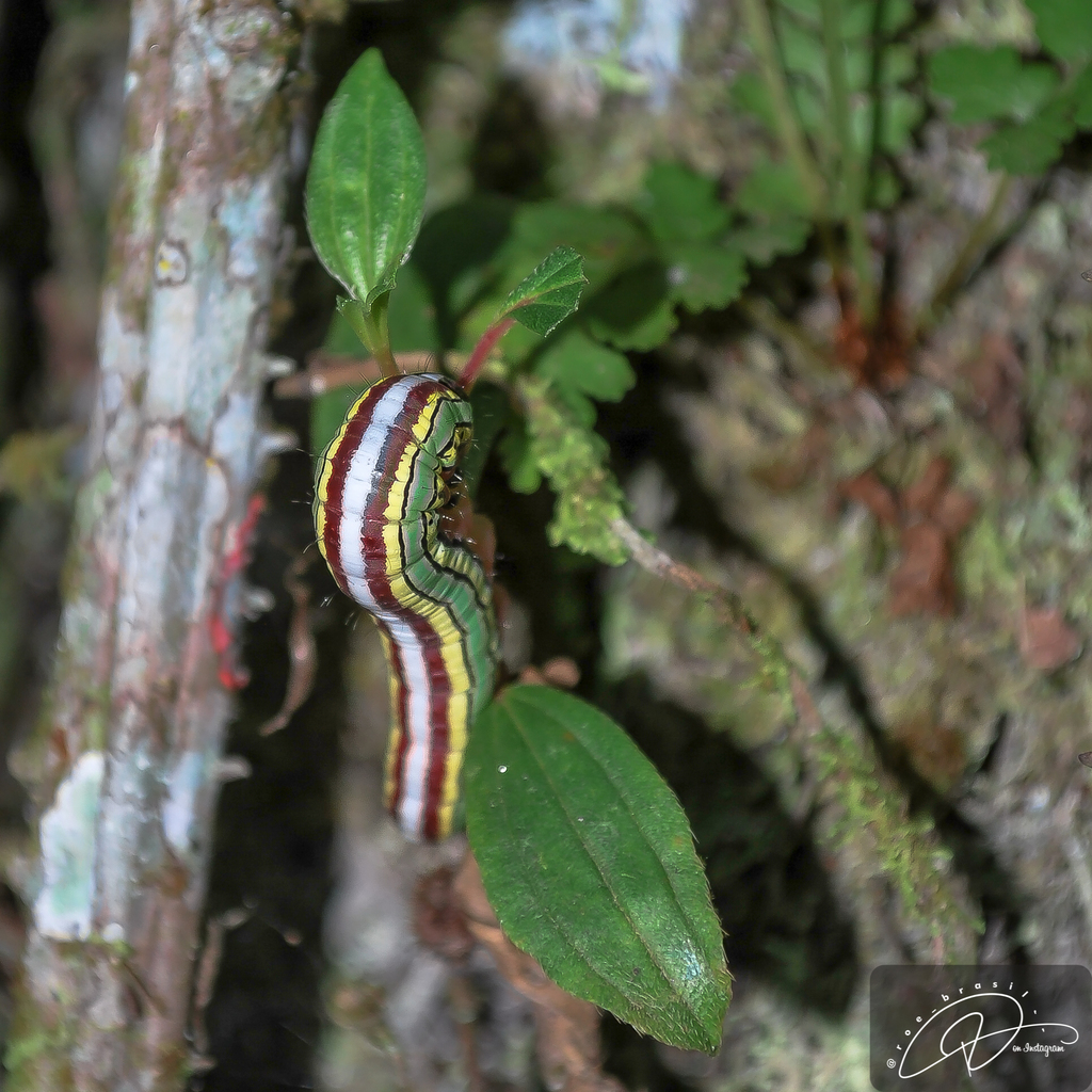 Antiora dentilinea