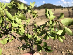 Cadellia pentastylis