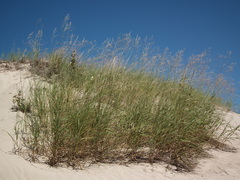 Sporobolus rigidus magnus