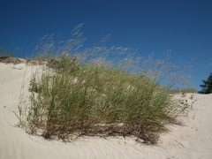 Sporobolus rigidus magnus