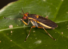 Thecomyia