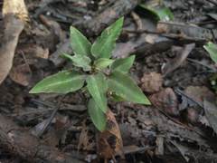 Cheirostylis parvifolia