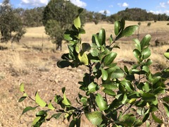 Cadellia pentastylis