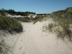 Sporobolus rigidus magnus